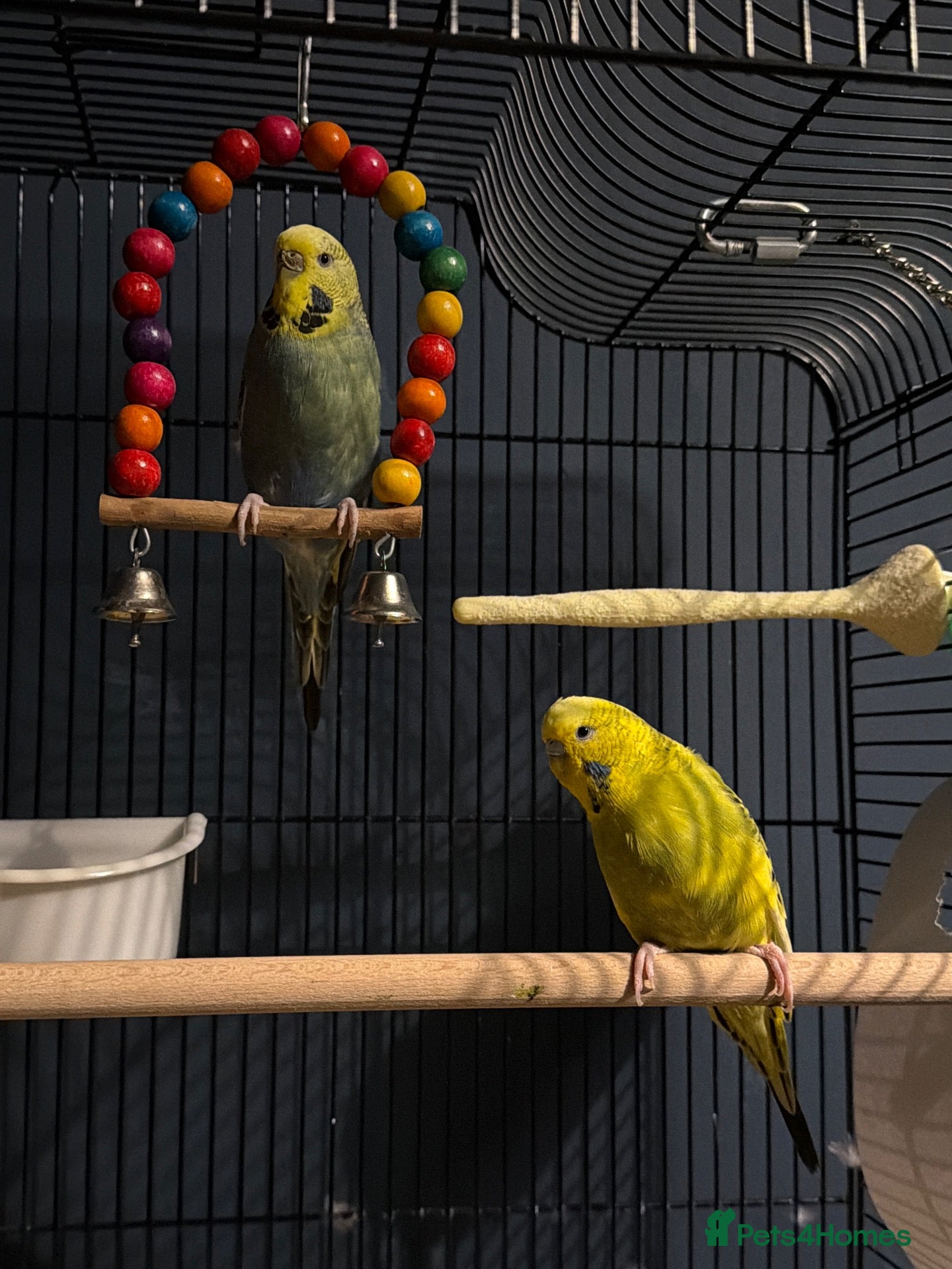 Budgerigars birds 2 budgies for re-home  - Advert 2