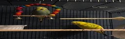 Budgerigars birds for sale: 2 budgies for re-home  in Birmingham - Advert 1