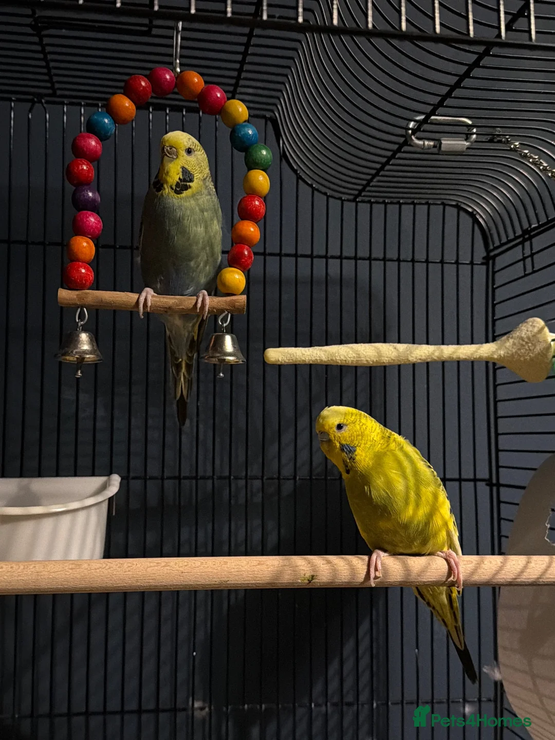 Budgerigars birds for sale: 2 budgies for re-home  in Birmingham - Advert 1