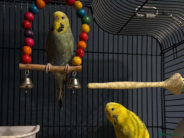 Budgerigars birds 2 budgies for re-home - Advert 2