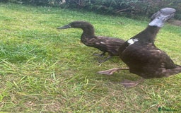 Ducks poultry for sale: Indian Runner Ducks  - Image 6