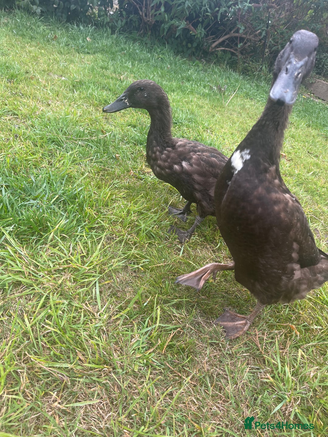 Ducks poultry for sale: Indian Runner Ducks  - Image 6