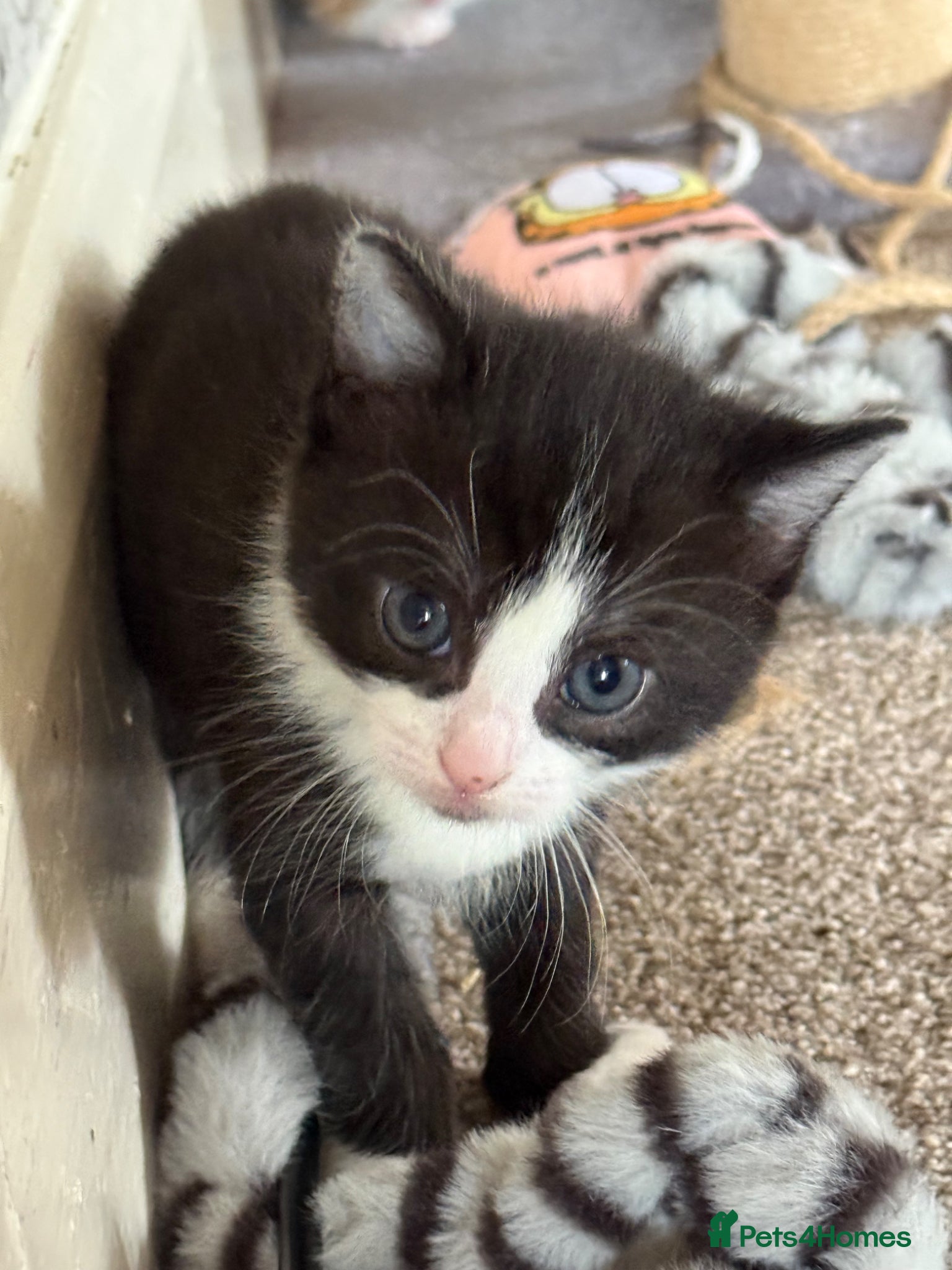 Mixed Breed cats for sale: 3 little adorable kittens - Advert 3