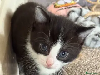 Mixed Breed cats 3 little adorable kittens - Advert 14