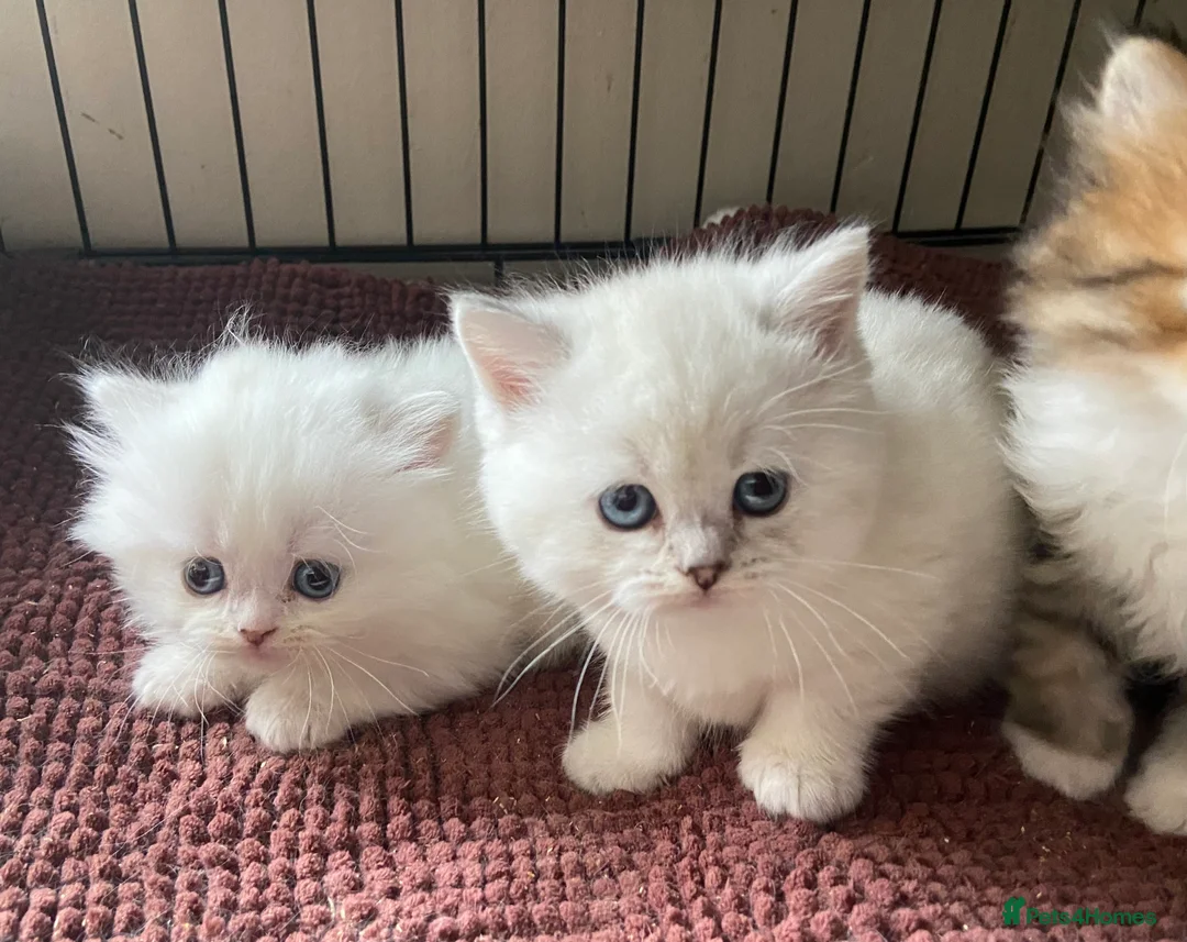 Munchkin cats for sale: Full Pedigree Munchkin Kittens( 7 weeks old)  - Advert 2