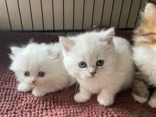 Munchkin cats Full Pedigree Munchkin Kittens( 7 weeks old) - Advert 3