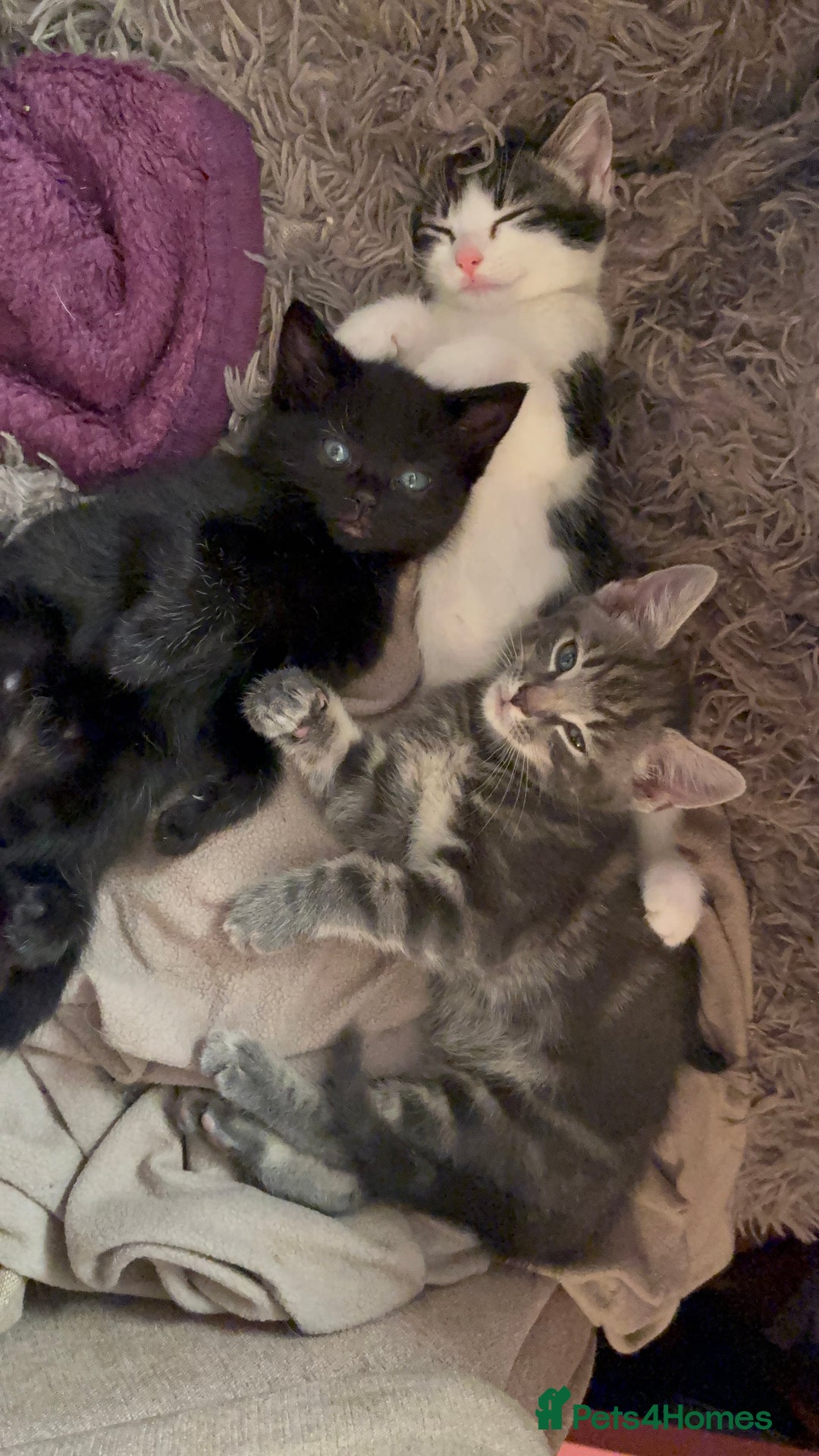 Mixed Breed cats for sale: 5 beautiful kittens - Advert 2