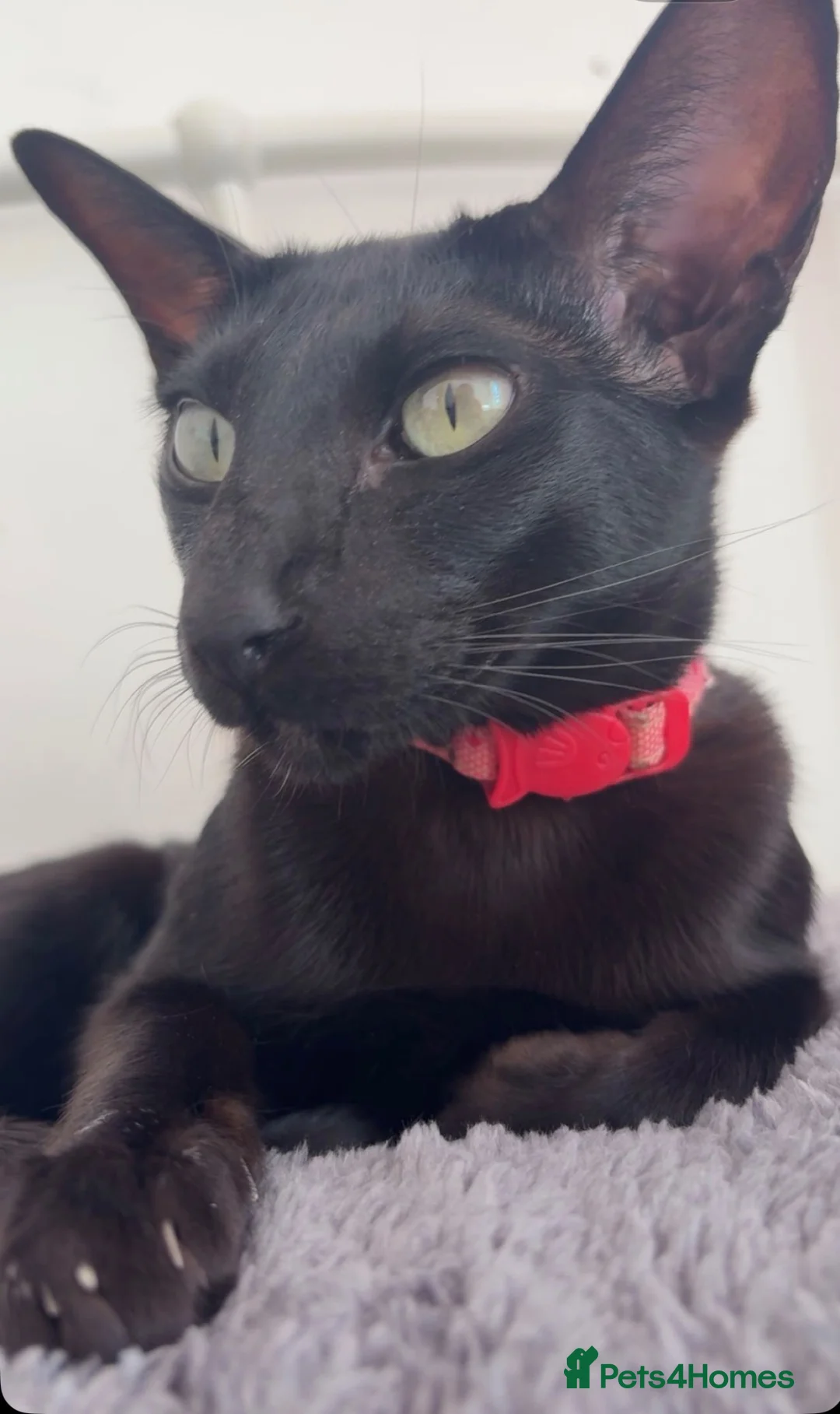 Oriental cats for sale: Female oriental  - Advert 2