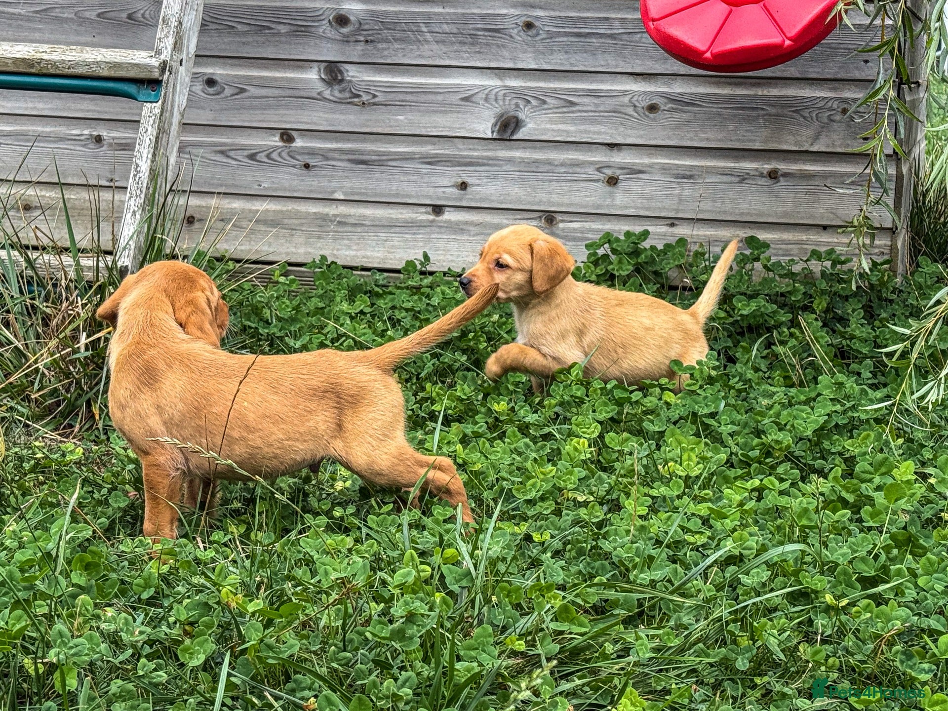 Goldador dogs Beautiful Red Goldador KC Reg Parents - Advert 1