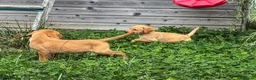 Goldador dogs for sale: Beautiful Red Goldador KC Reg Parents - Advert 9