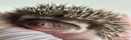 Pygmy Hedgehog rodents for sale: African Pygmy Hedgehog  in Eastleigh - Advert 2