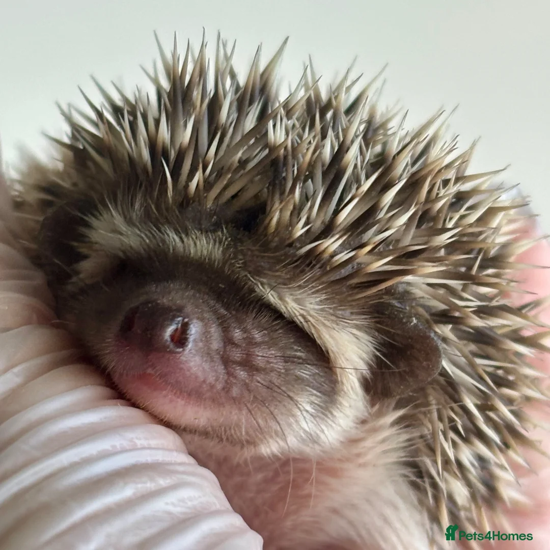 Pygmy Hedgehog rodents for sale: African Pygmy Hedgehog  in Eastleigh - Advert 2