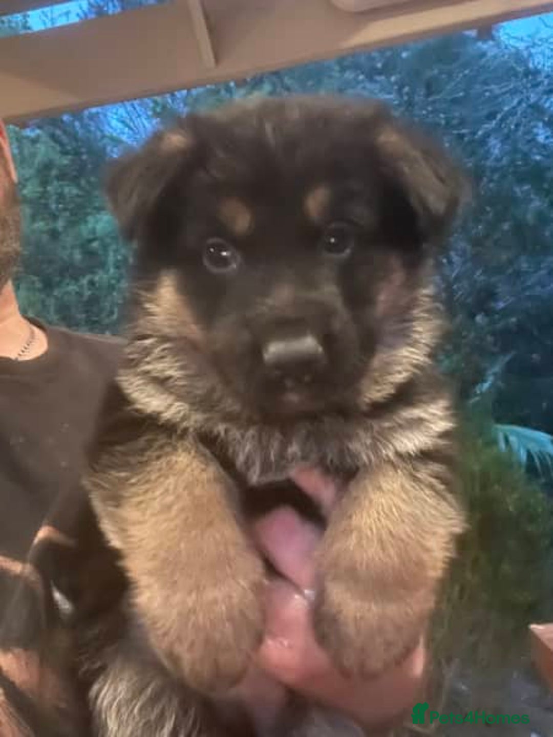 German Shepherd dogs for sale: Pedigree German Shepherd puppies  - Image 4