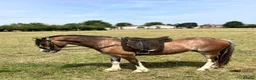 Welsh Section A horses for sale: Stunning registered Welsh section a gelding - Advert 3