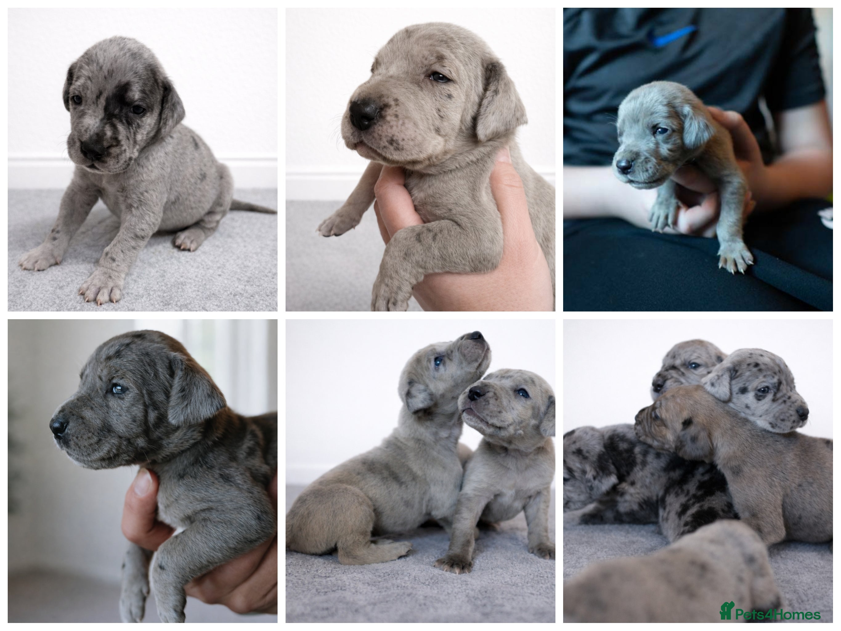 Great Dane dogs KC Registered Great Danes - Stunning Litter  - Advert 2