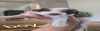 Cockapoo 2