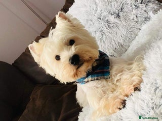 West Highland Terrier dogs West Highland White Terrier Puppies - Advert 1