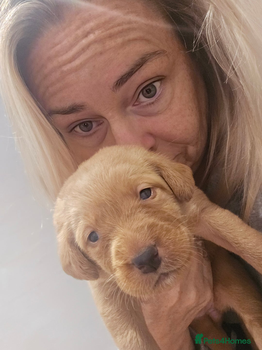 Labrador Retriever dogs for sale: Stunning Labrador Puppies 🥰 - Image 8
