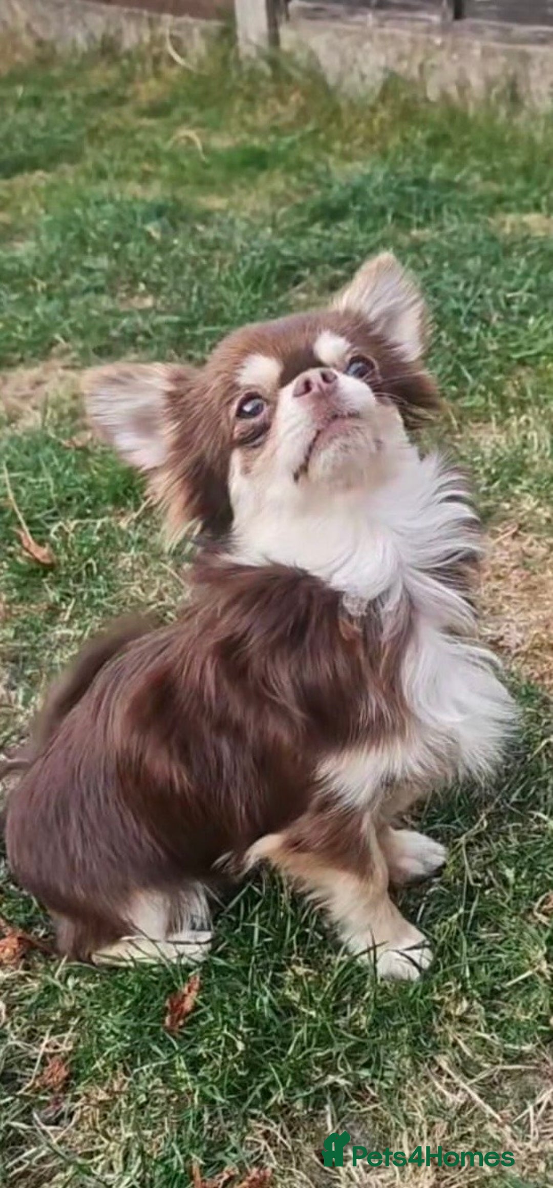 Chihuahua dogs for stud: Cosmo the choc & cream proven stud - Advert 2