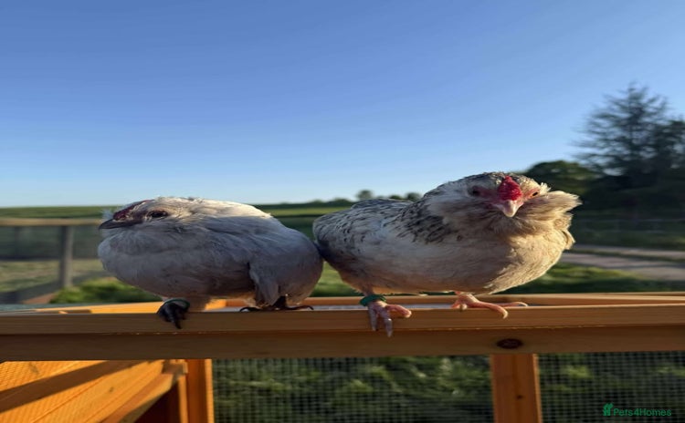Chickens poultry - Advert 14