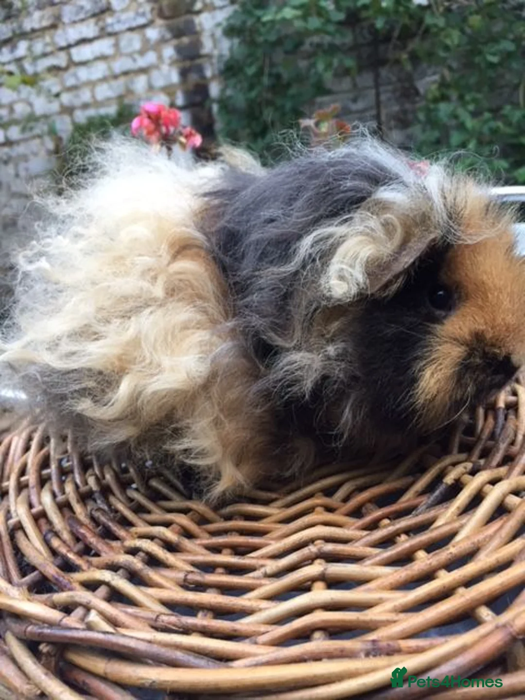 Guinea Pig rodents for sale: Beautiful Baby Texels HP18 - Advert 1