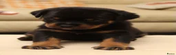 Rottweiler dogs for sale: Exceptional KC Pedigree Rottweilers - Advert 8