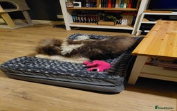 Bordoodle dogs for sale: Bordoodle Girl - Image 3