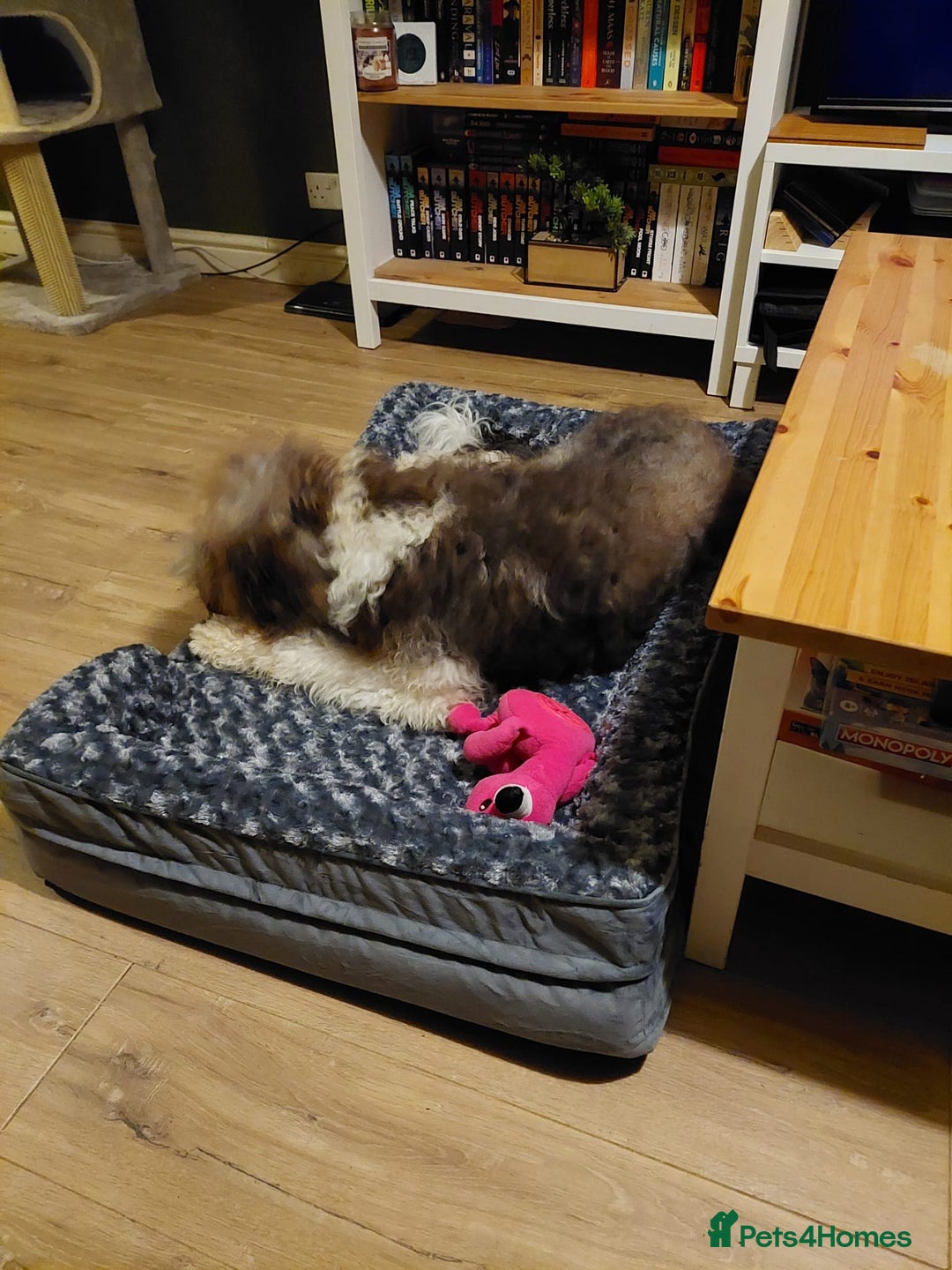 Bordoodle dogs for sale: Bordoodle Girl - Image 3