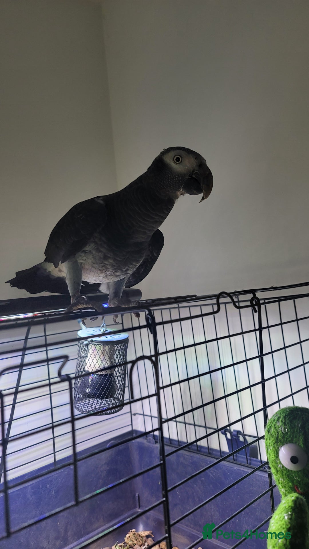 Parrots birds for sale: Male African Grey for sale in London - Image 1