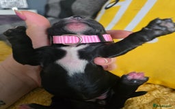 Sproodle dogs for sale: Beautiful F1 sproodle pups  - Image 2