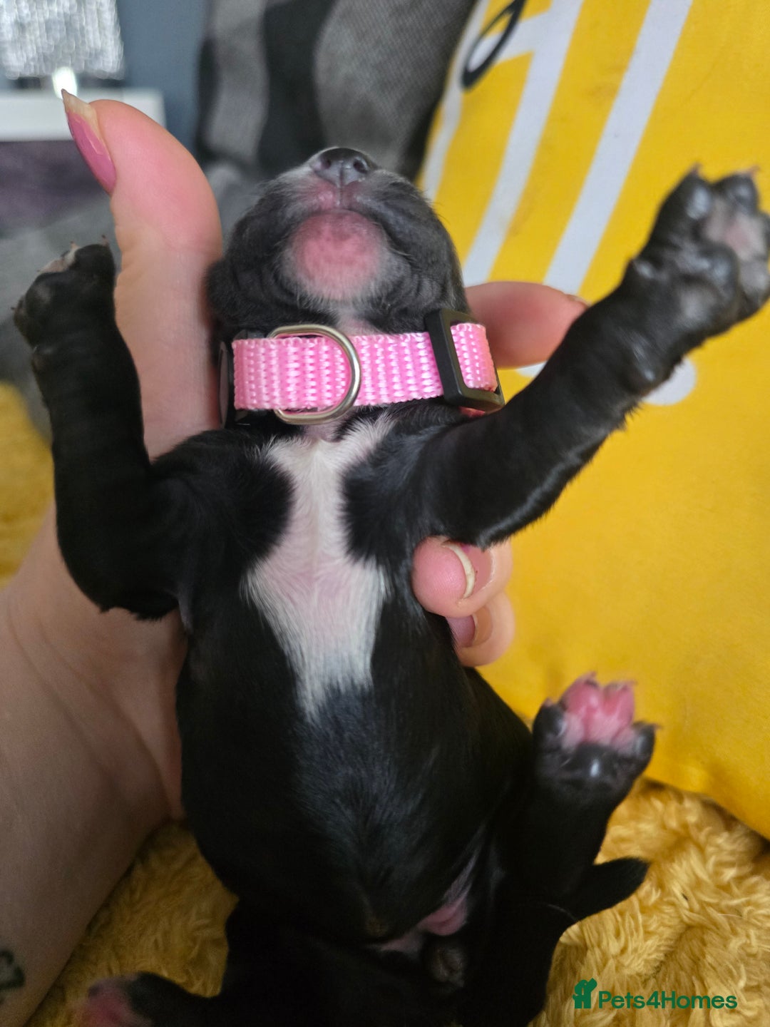 Sproodle dogs for sale: Beautiful F1 sproodle pups  - Image 2