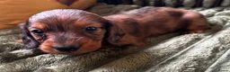 Dachshund dogs for sale: STANDARD KC REG LONGHAIRED DACHSHUNDS  - Advert 14