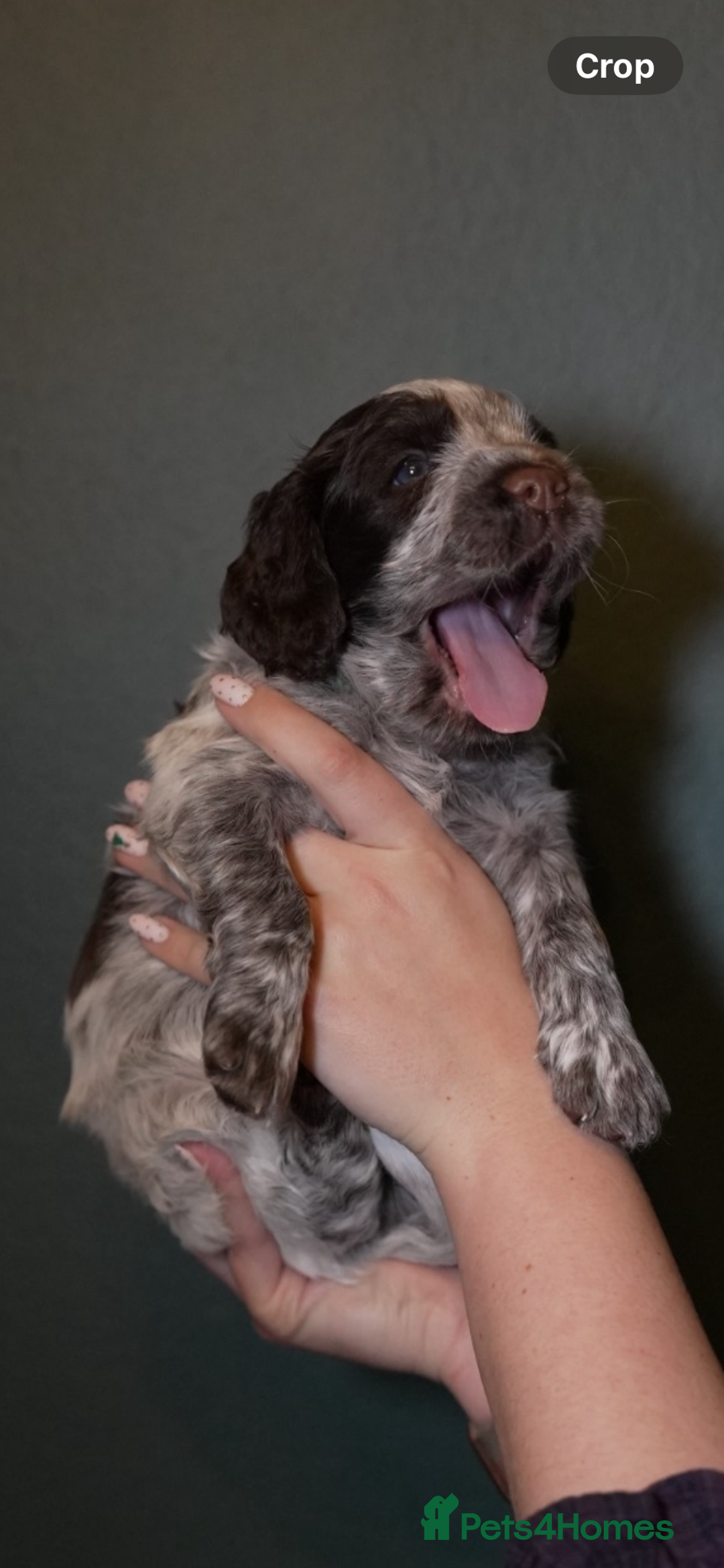 Cocker Spaniel dogs for sale: KC Registered Working Cocker Spaniel Puppies  - Advert 16