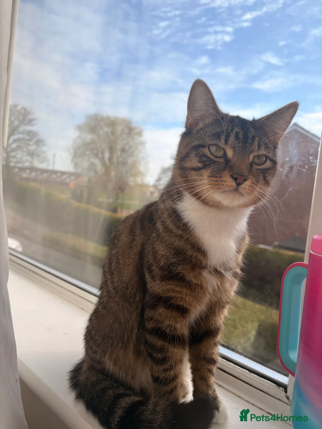Mixed Breed cats for sale: Tabby male  - Advert 1