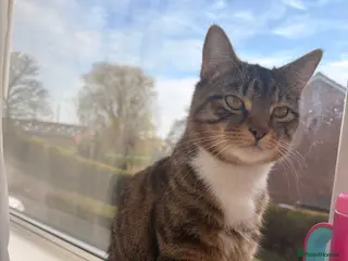 Mixed Breed cats Tabby male - Advert 1