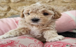 Maltipoo dogs for sale: Rare F2 Toy Maltipoos, DNA Clear + Basic Training - Image 14
