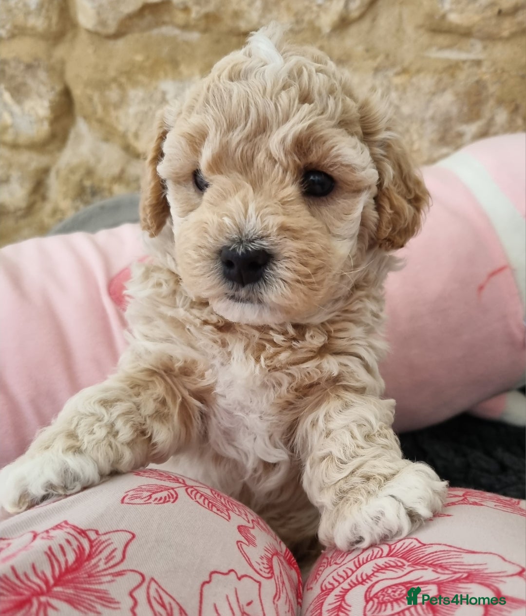 Maltipoo dogs for sale: Rare F2 Toy Maltipoos, DNA Clear + Basic Training - Image 14