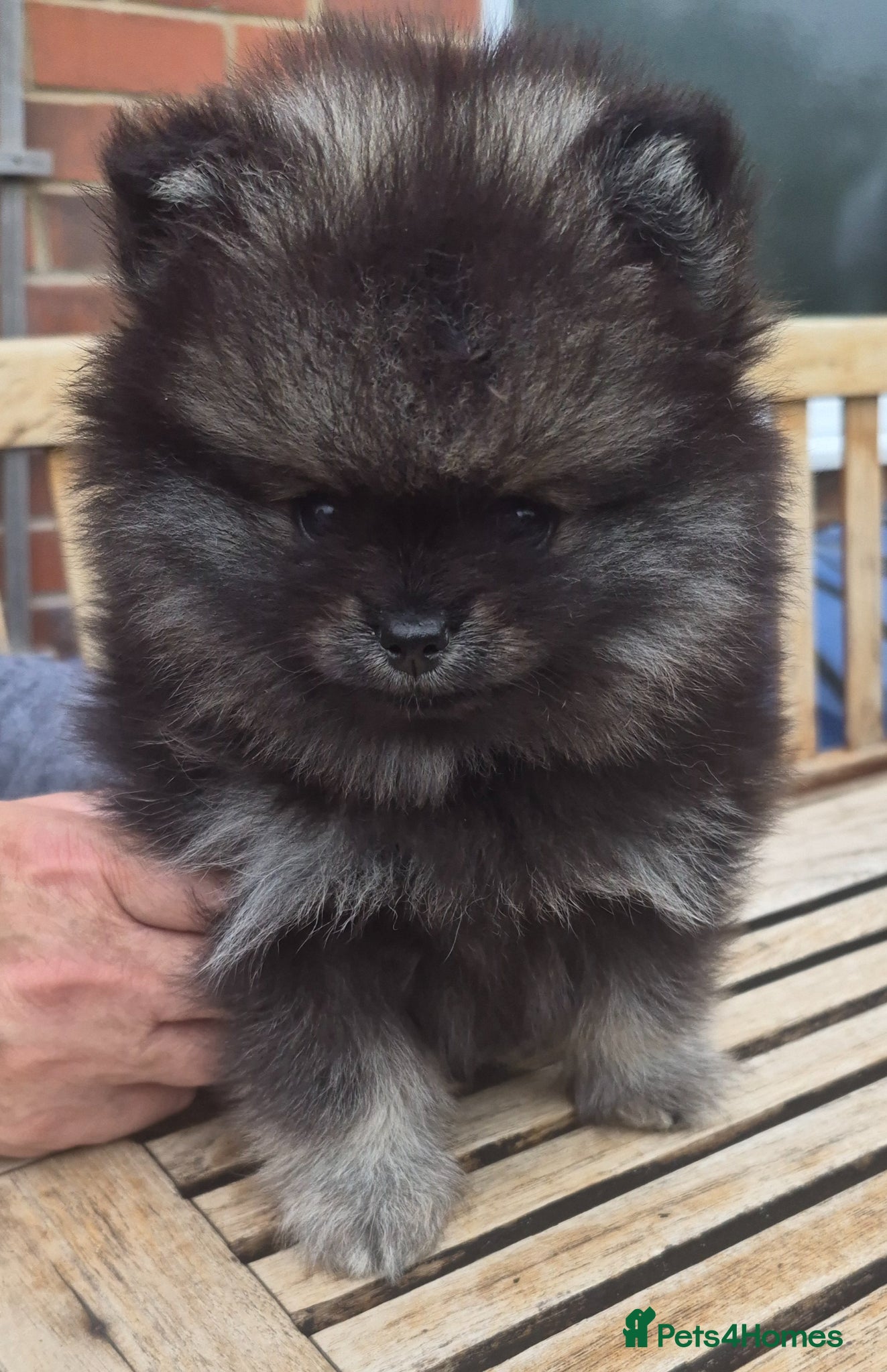 Pomeranian dogs Wolf sable Pomeranian  - Advert 18