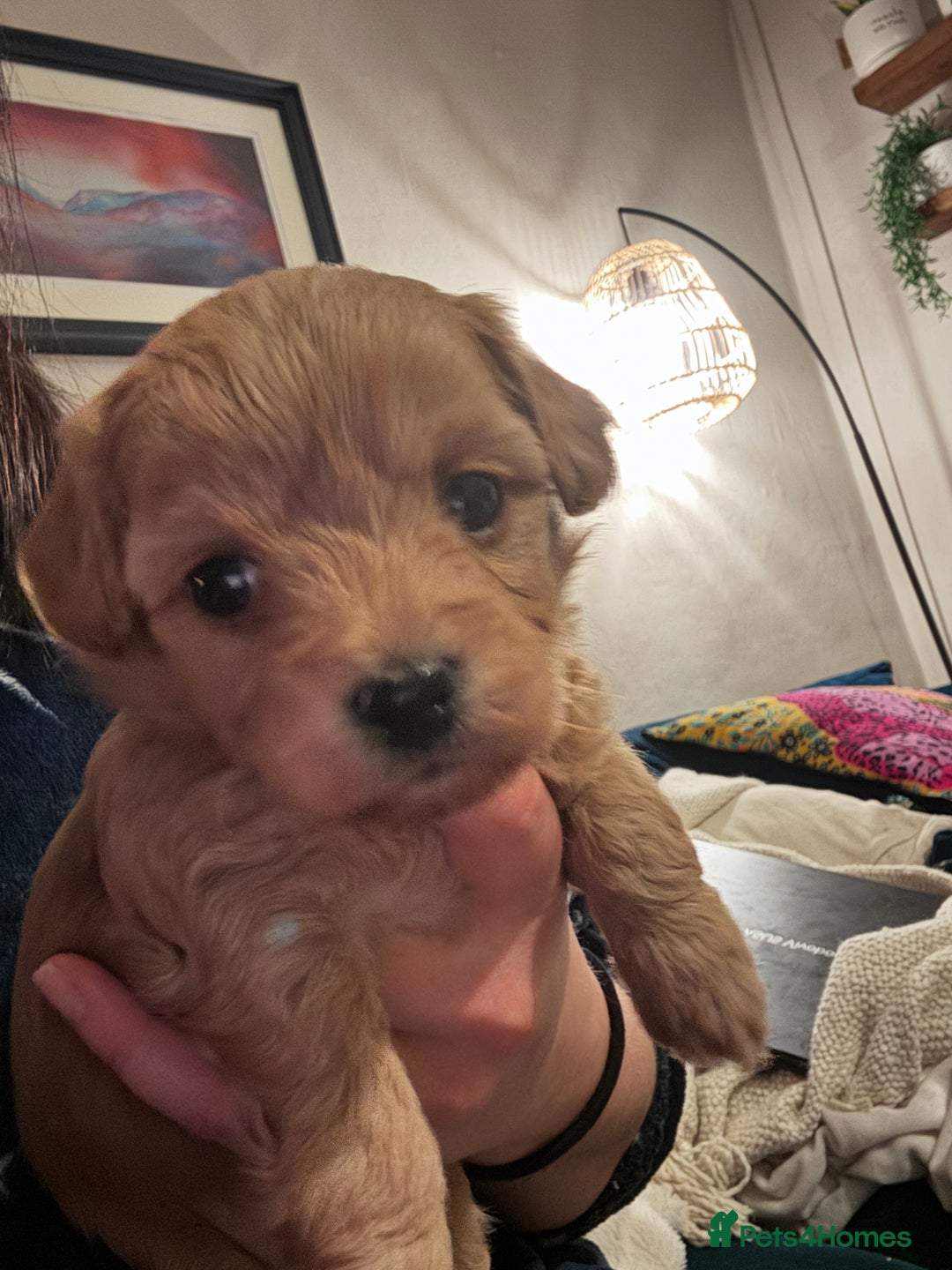 Cavachon dogs for sale: Toy Cavapoochons  - Advert 16