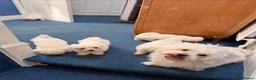 Bichon Frise dogs for sale: Bichon Maltese  - Advert 3