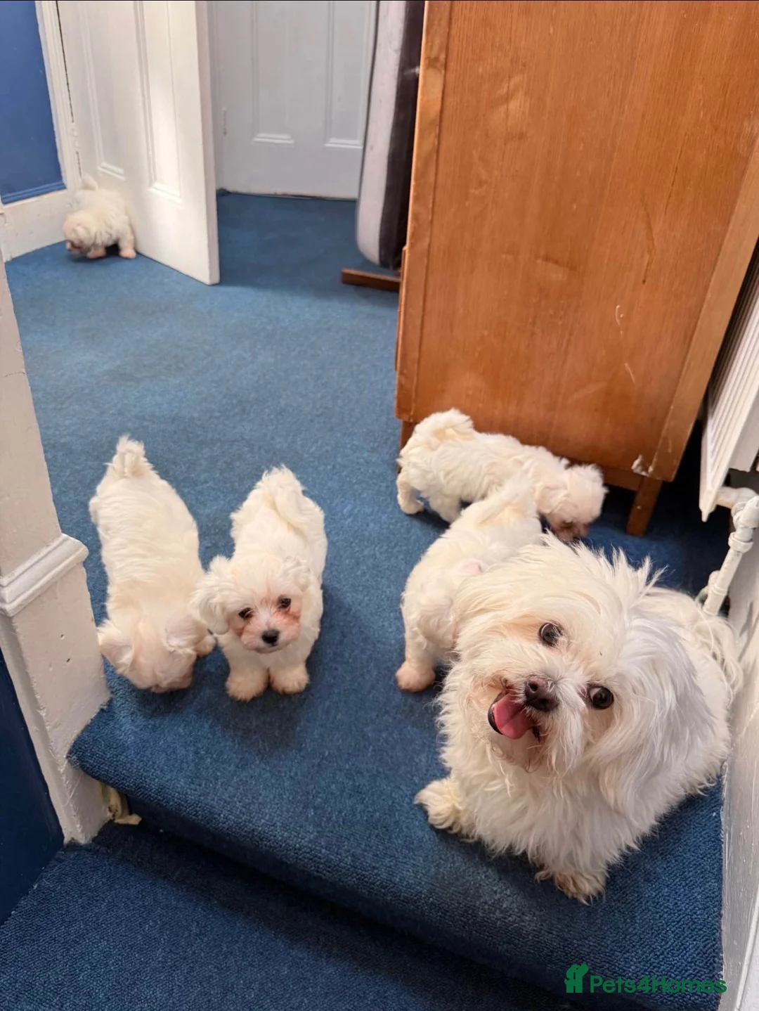 Bichon Frise dogs for sale: Bichon Maltese  - Advert 3