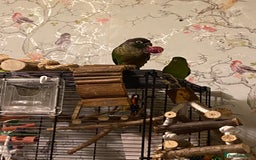 Conures birds for sale: Green cheek conure for sale  - Image 1