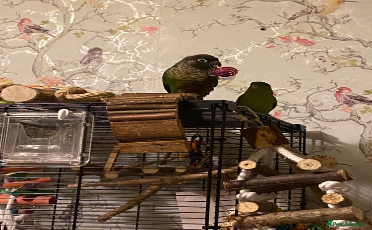 Conures birds - Advert 2