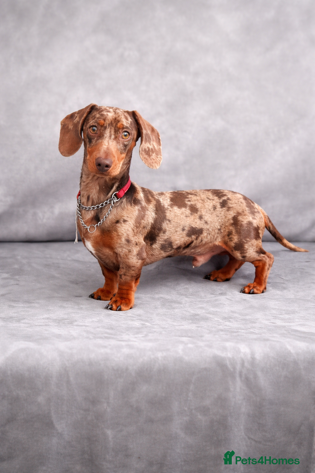 Miniature Dachshund dogs 🤎 Mr Darcy – Chocolate Dapple Dachshund Stud 🤎 - Advert 6