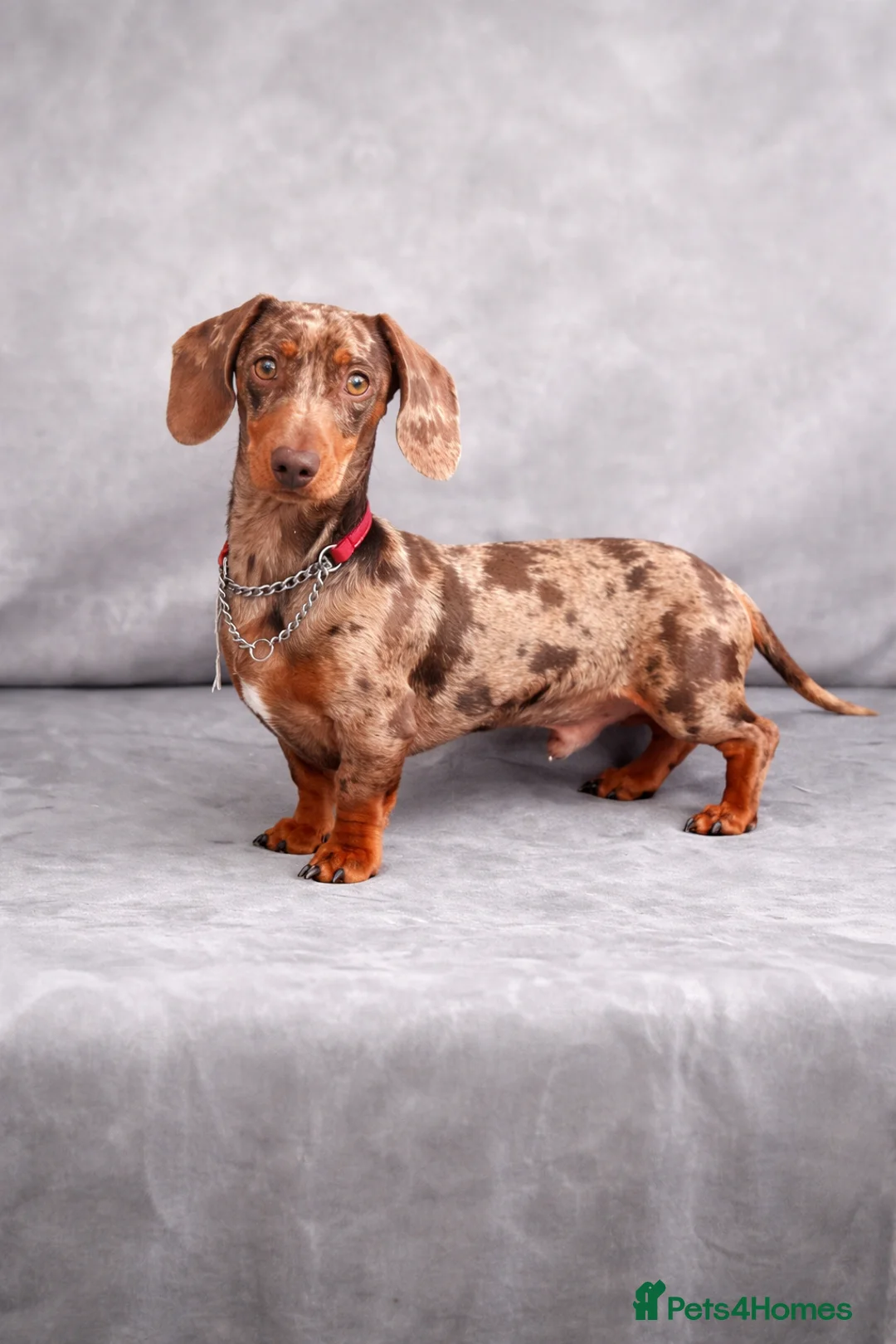 Miniature Dachshund dogs for stud: 🤎 Mr Darcy – Chocolate Dapple Dachshund Stud 🤎 - Advert 1