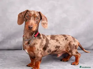 Miniature Dachshund dogs 🤎 Mr Darcy – Chocolate Dapple Dachshund Stud 🤎 - Advert 6