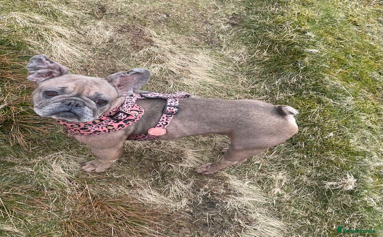 French Bulldog dogs - Advert 1
