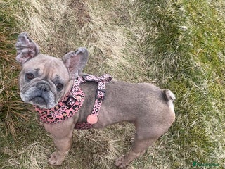 French Bulldog dogs - Advert 1