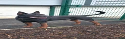 Chinese Red Dog dogs for sale: Stunning Chinese Red Dog Puppies. in Manchester - Advert 11