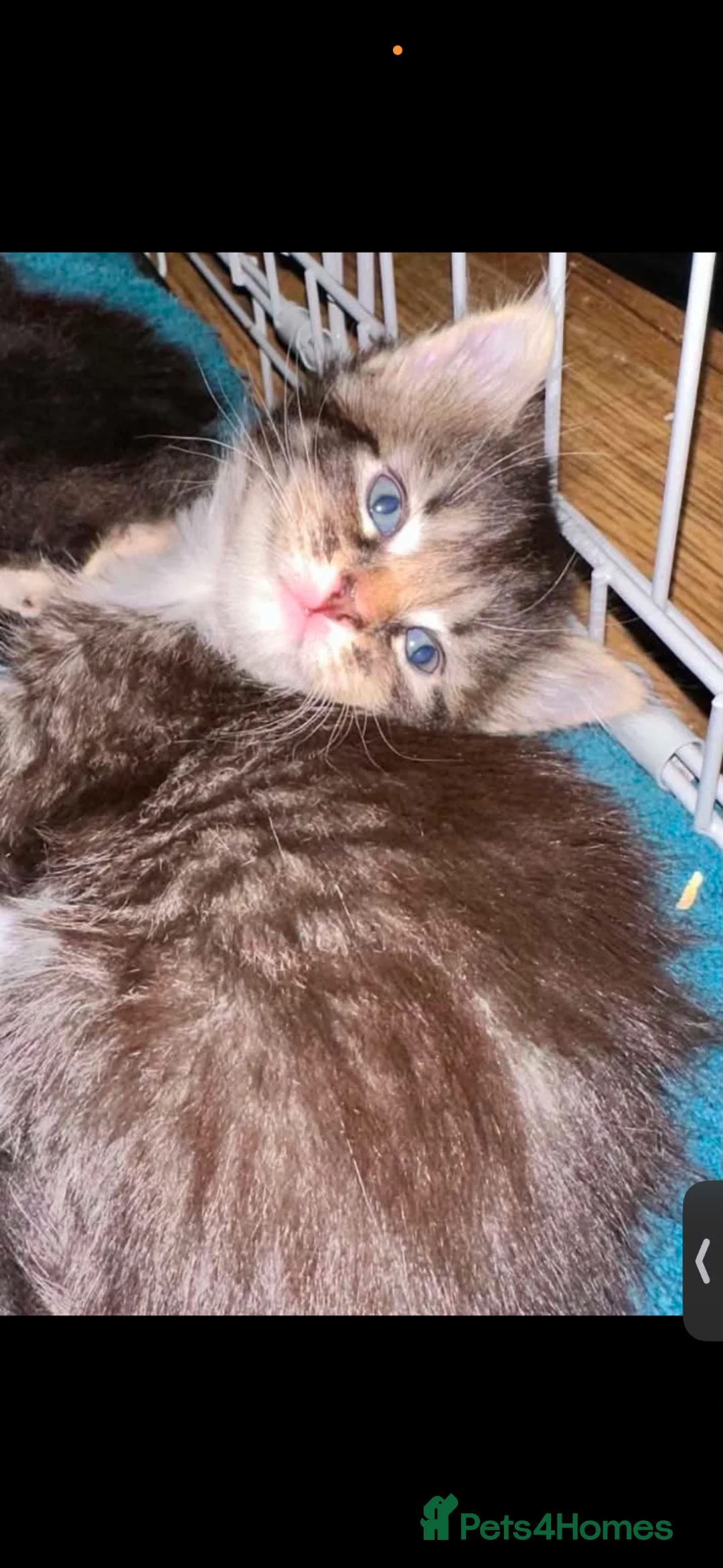 British Longhair cats for sale: 5 beautiful kittens looking for forever homes - Advert 2